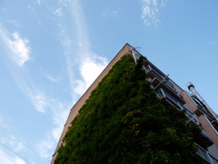 蔦と空 - E520