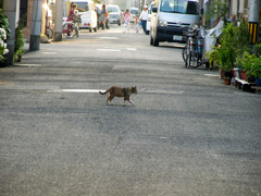 野獣の横断