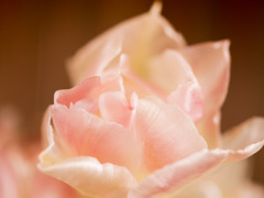 淡い色の花びら