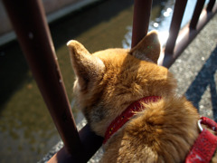 川と犬