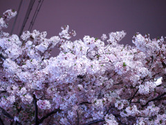 夜桜