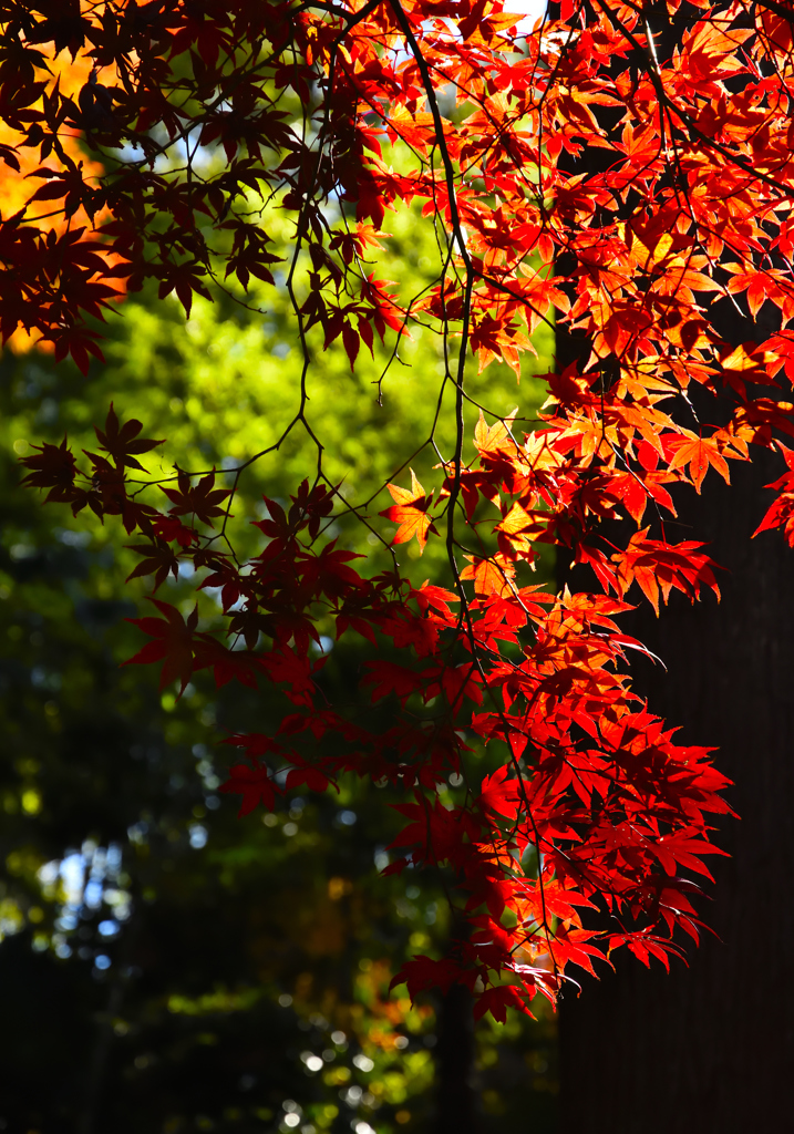 2017紅葉4