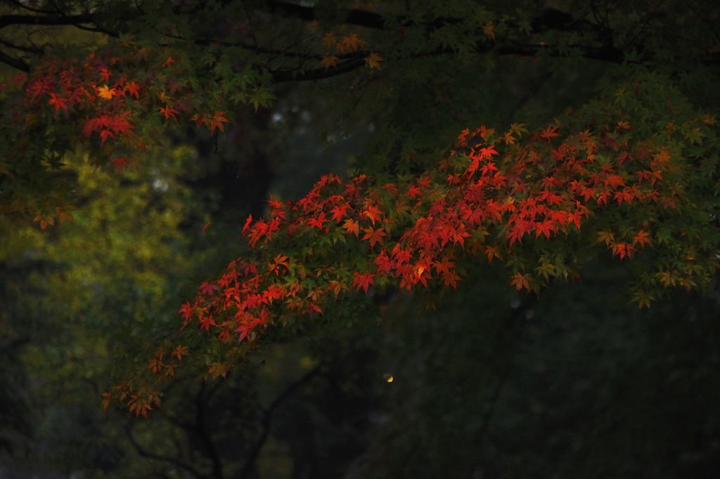 紅葉のひかり1