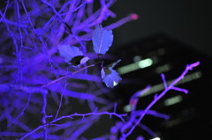 _DSC0086