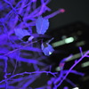 _DSC0086