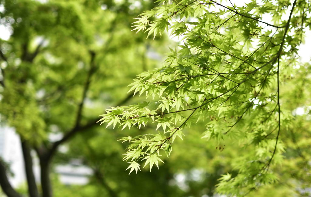 芝離宮1