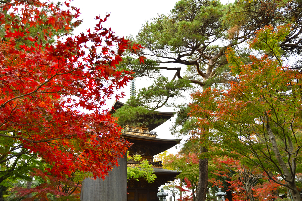 豪徳寺_1