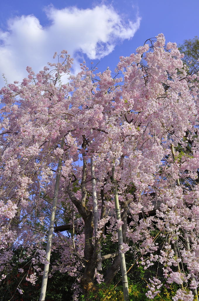 2014桜_1