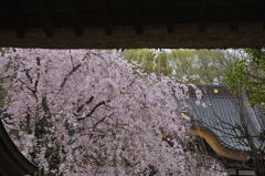 深大寺の桜