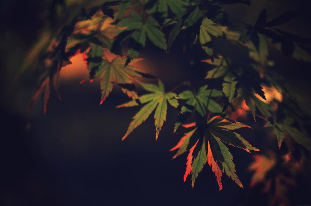紅葉のひかり2
