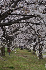 桜の向こう側