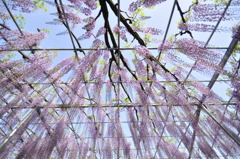 藤シャワー（昼）
