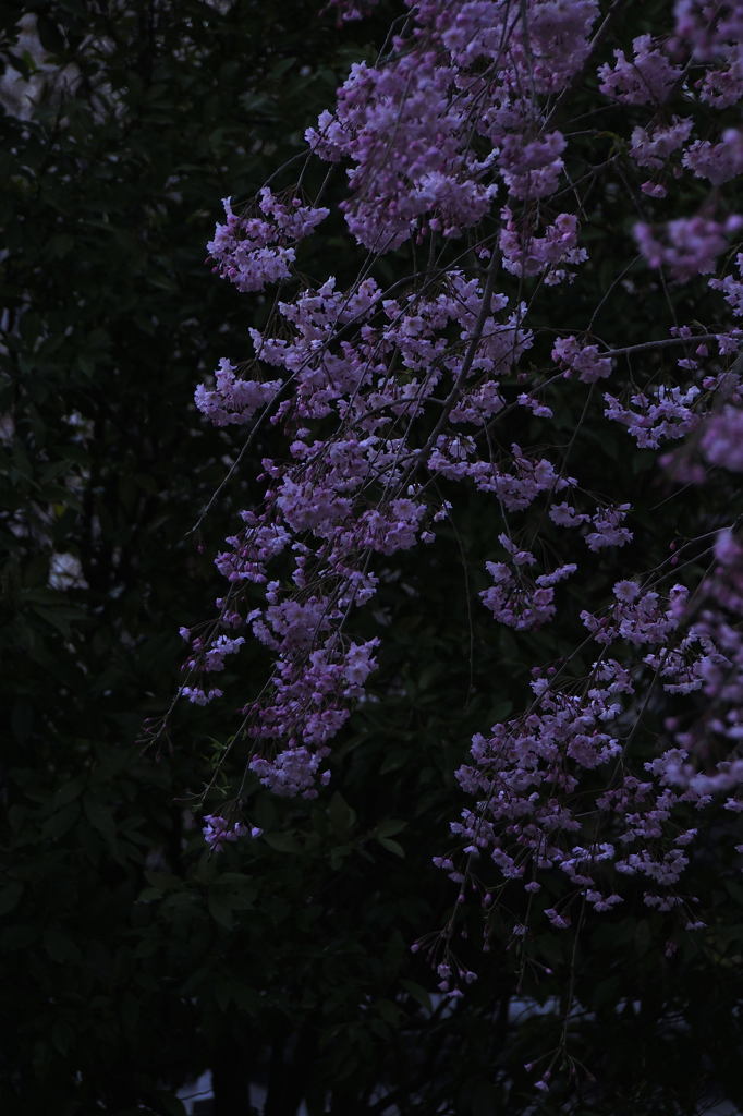 2014桜_2
