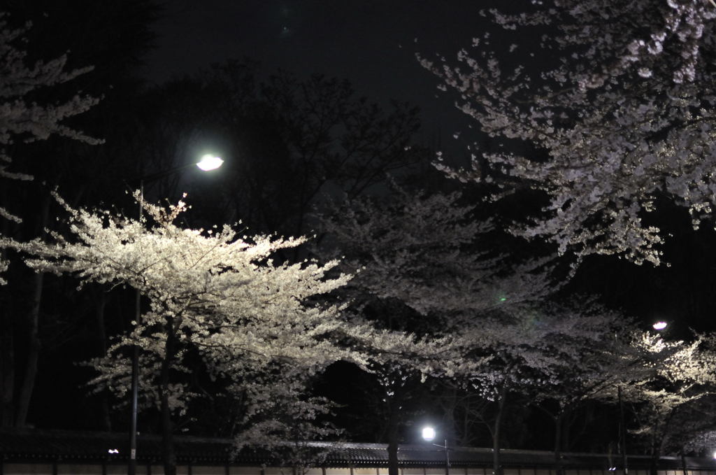 夜桜