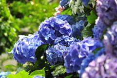 _DSC0009_01