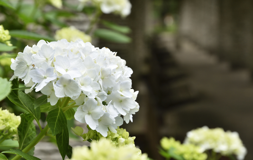 昭和記念公園1