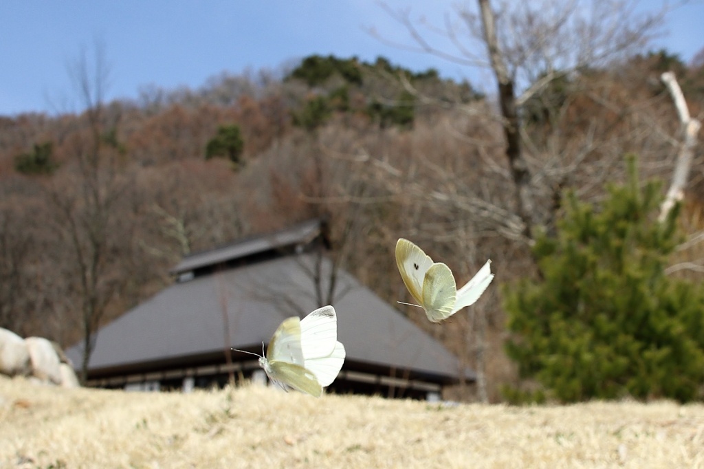 里山の春：モンシロチョウ