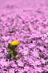 タンポポと芝桜