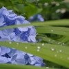 明月院の晴れ間