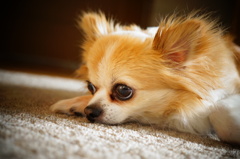 我が家の自慢の犬
