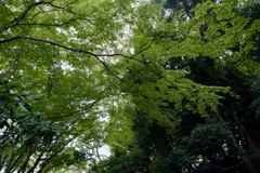 緑