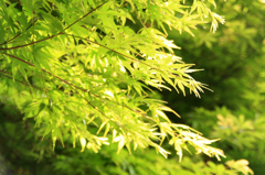 夏の風
