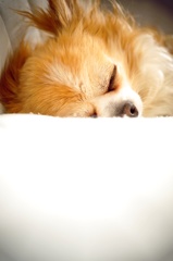 我が家の自慢の犬②