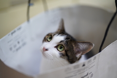 家の猫ちゃん
