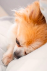 我が家の自慢の犬③