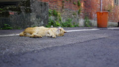 優雅に寝る野良猫ちゃん