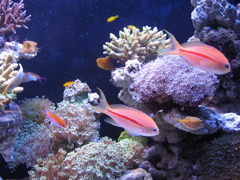 熱帯魚