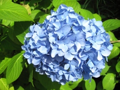 紫陽花