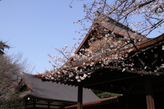 咲きはじめ