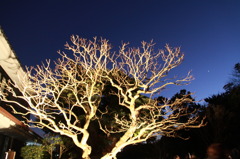 Light UP