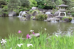 菖蒲