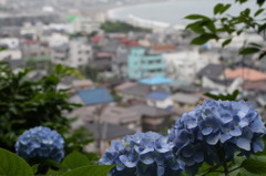 紫陽花が似合う街
