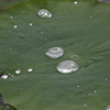 水玉