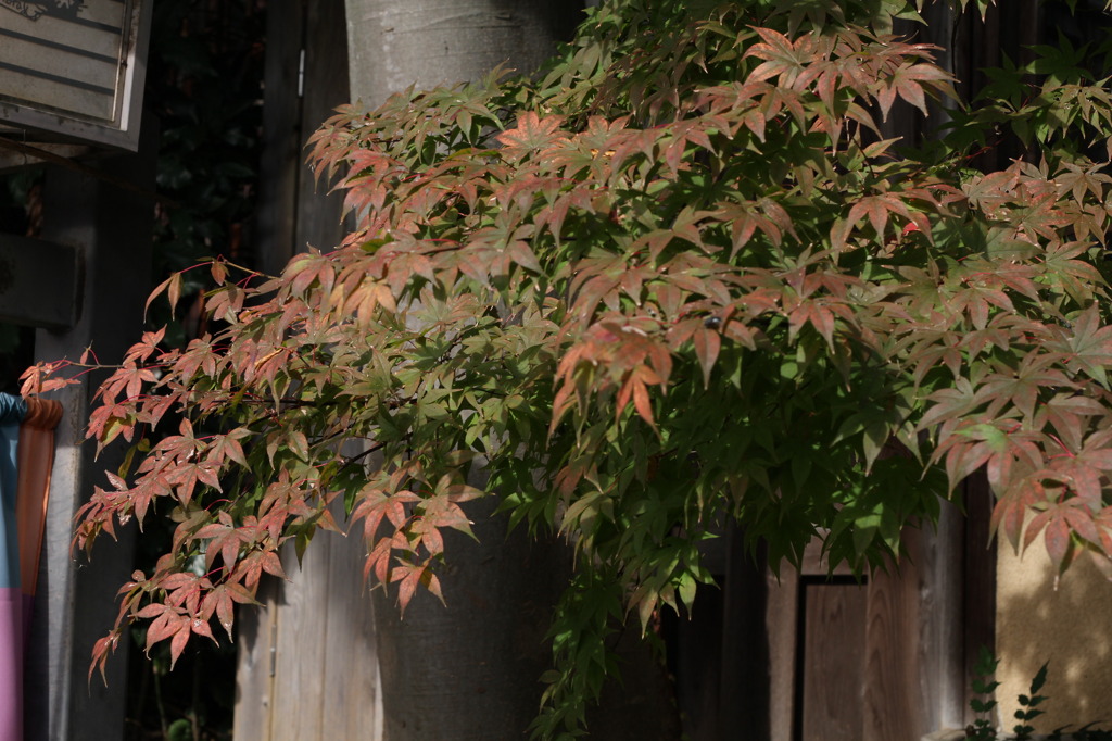 遅い紅葉