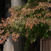 遅い紅葉