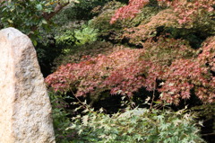 紅葉