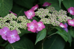 紫陽花