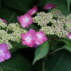 紫陽花