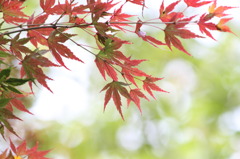 紅葉