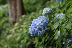 紫陽花