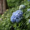 紫陽花