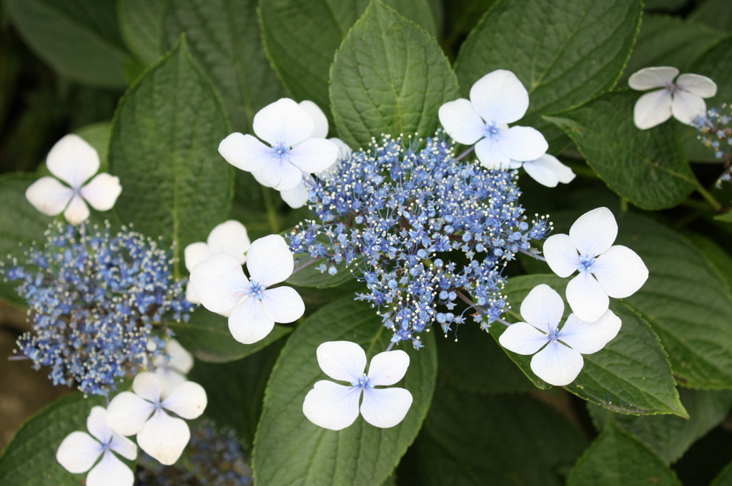 紫陽花