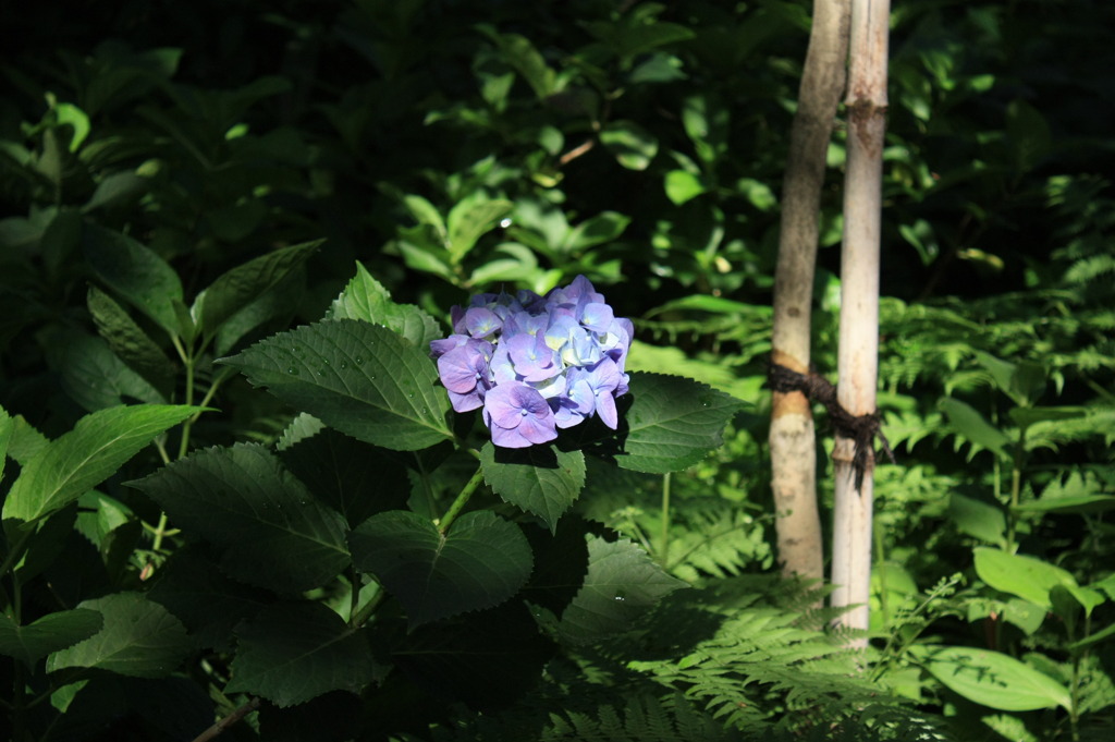 紫陽花