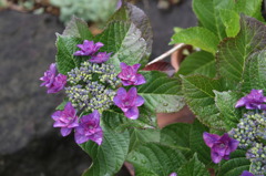 紫陽花