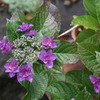 紫陽花