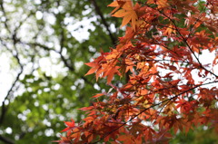 紅葉